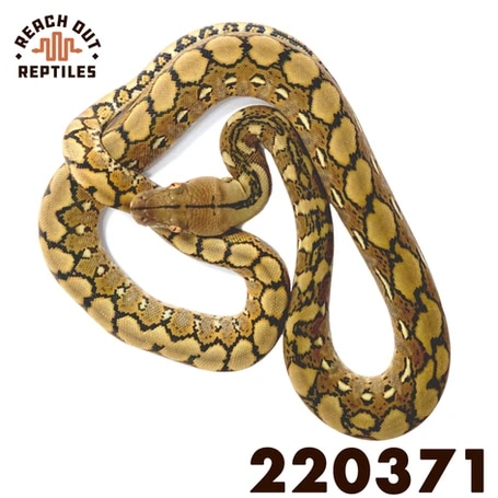 Sd Hogs Reticulated Python by Reach Out Reptiles LLC - MorphMarket