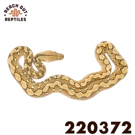 Sd Hogs Reticulated Python by Reach Out Reptiles LLC - MorphMarket