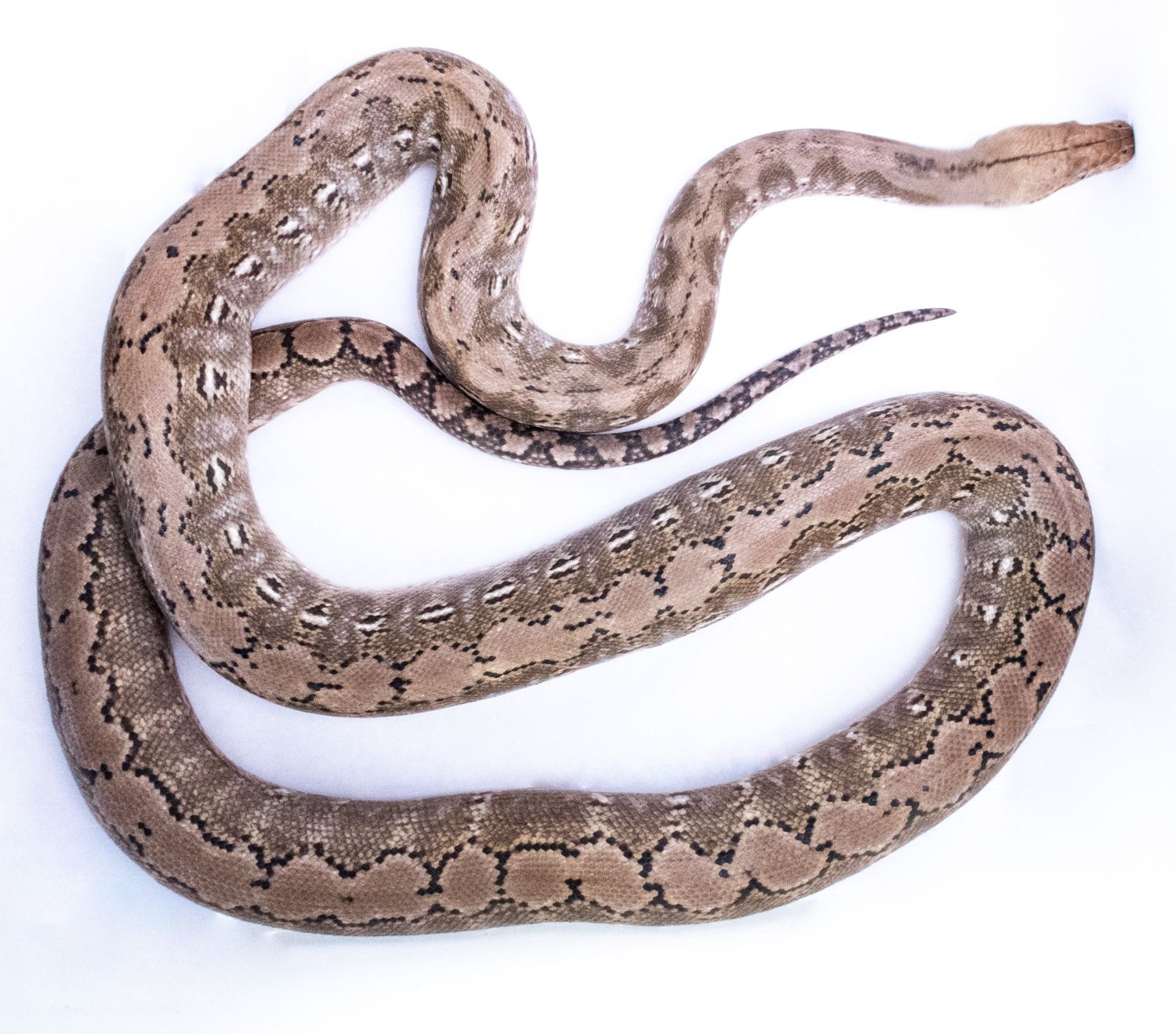Platinum Het Anery 87.5% Kalatoa Reticulated Python by Reach Out ...