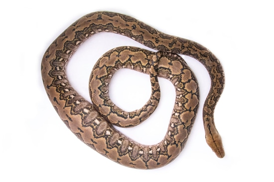 MADU Reticulated Python by Reach Out Reptiles LLC