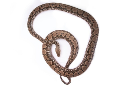 MADU Reticulated Python by Reach Out Reptiles LLC