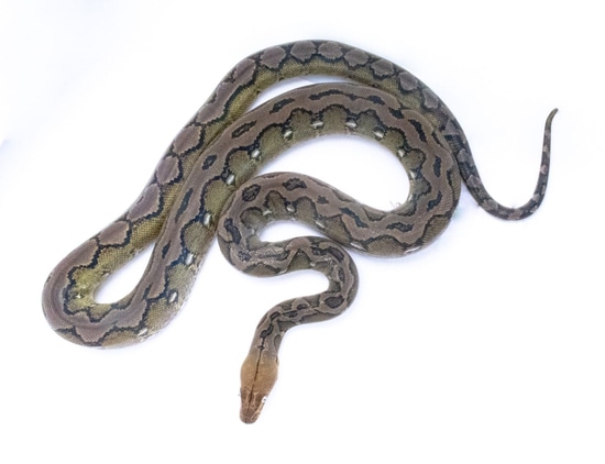 Krispy Kreme Sunfire Anery 37.5% Kalatoa 25% Jampea Reticulated Python ...