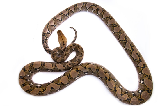Wild Type Het Anery Het Albino 25% Kalatoa 37.5% Jampea Reticulated