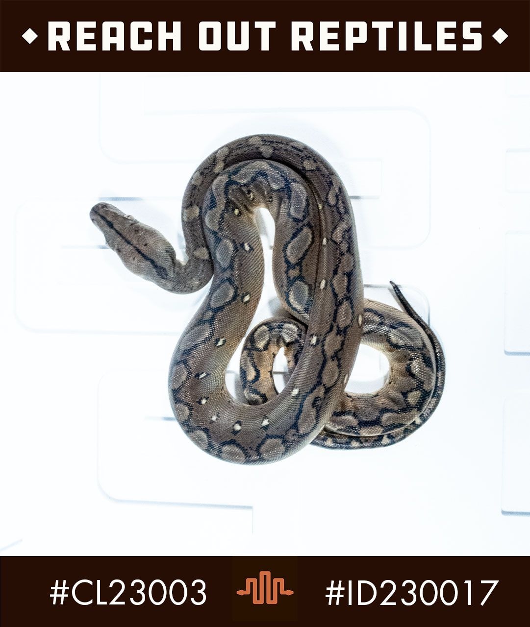Dwarf Motley Reticulated Python by Reach Out Reptiles LLC - MorphMarket
