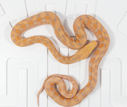 Dwarf Purple Snow Reticulated Python by Reach Out Reptiles LLC ...