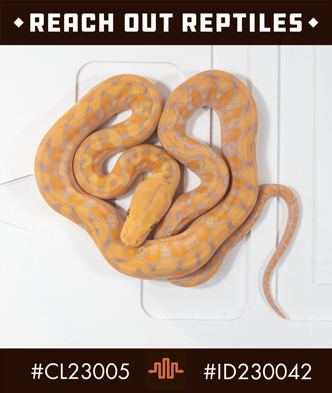 Super Dwarf Lavender Albino Reticulated Python by Reach Out Reptiles ...