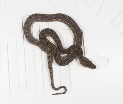 Super Dwarf Lavender Albino Reticulated Python by Reach Out Reptiles ...