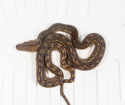 Super Dwarf Platinum Anery Reticulated Python by Reach Out Reptiles LLC ...