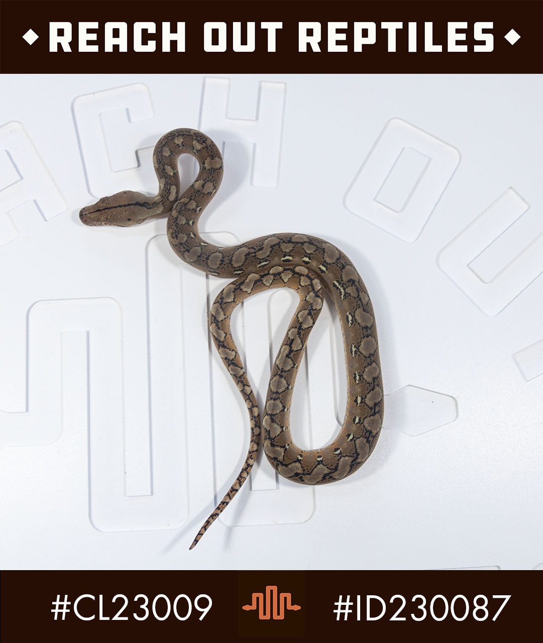 Dwarf Platinum Reticulated Python by Reach Out Reptiles LLC - MorphMarket