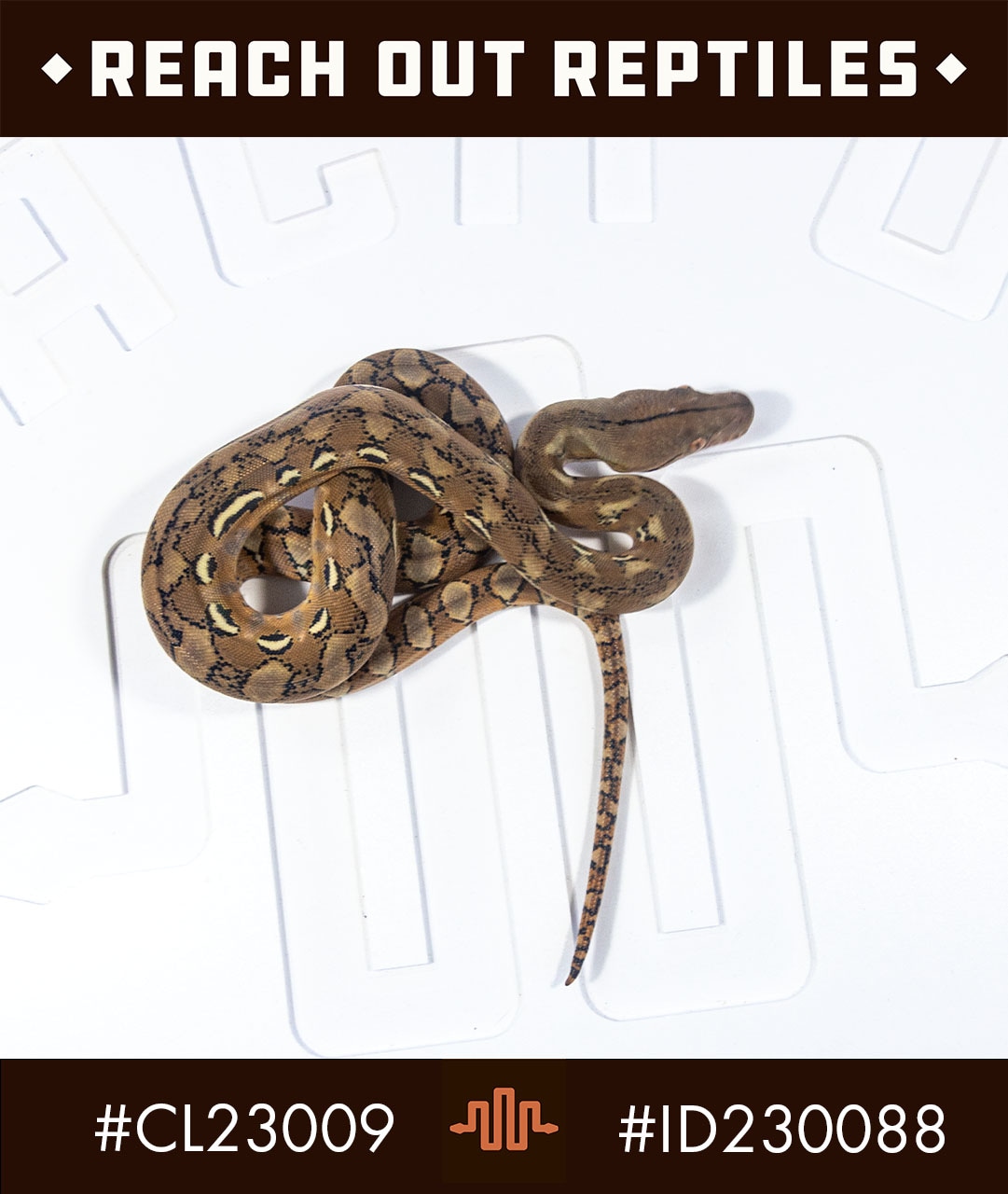 Dwarf Platinum Reticulated Python by Reach Out Reptiles LLC - MorphMarket