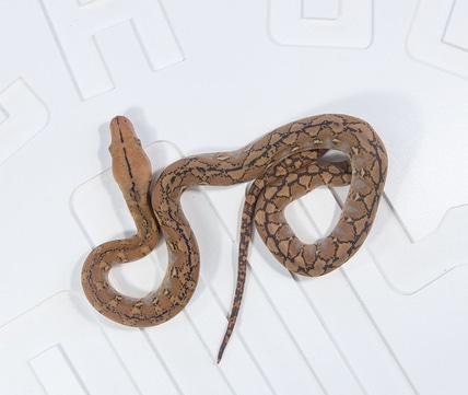 Dwarf Purple Snow Reticulated Python by Reach Out Reptiles LLC ...