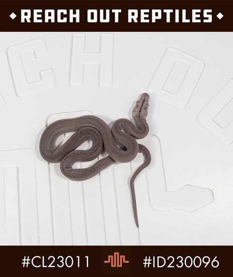 D Golden Child Snowchino 100% Het Purple Reticulated Python by Reach ...