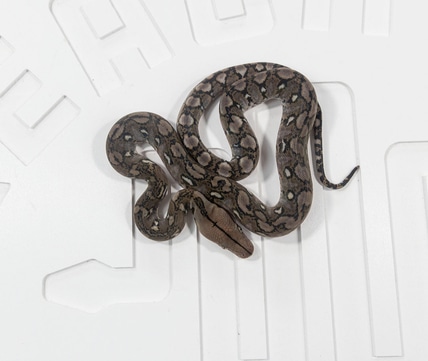 Super Dwarf Lavender Albino Reticulated Python by Reach Out Reptiles ...