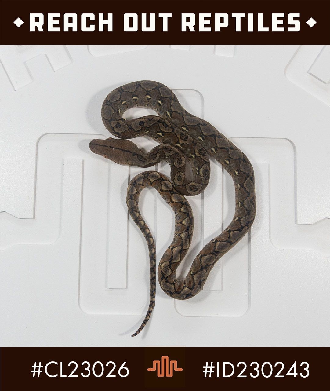 Dwarf Wild Type Reticulated Python by Reach Out Reptiles LLC - MorphMarket