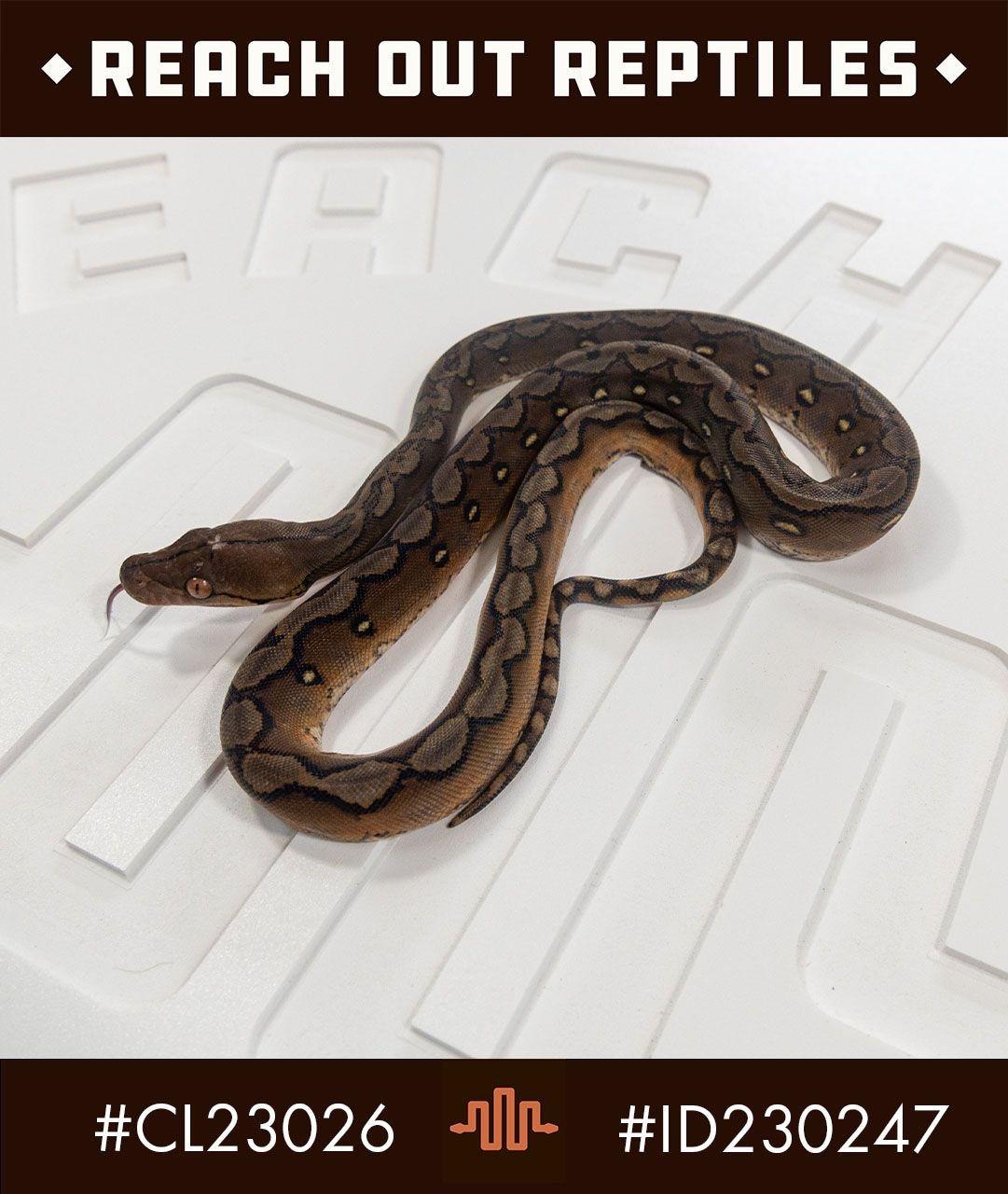 Dwarf Sunfire Reticulated Python by Reach Out Reptiles LLC - MorphMarket