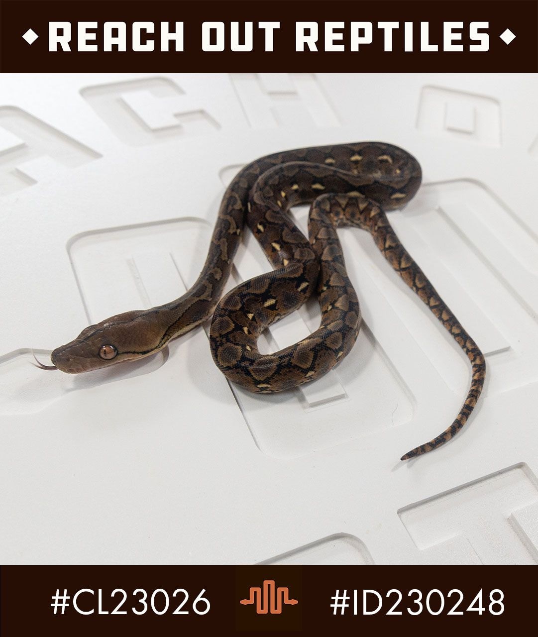 Dwarf Wild Type Reticulated Python by Reach Out Reptiles LLC - MorphMarket