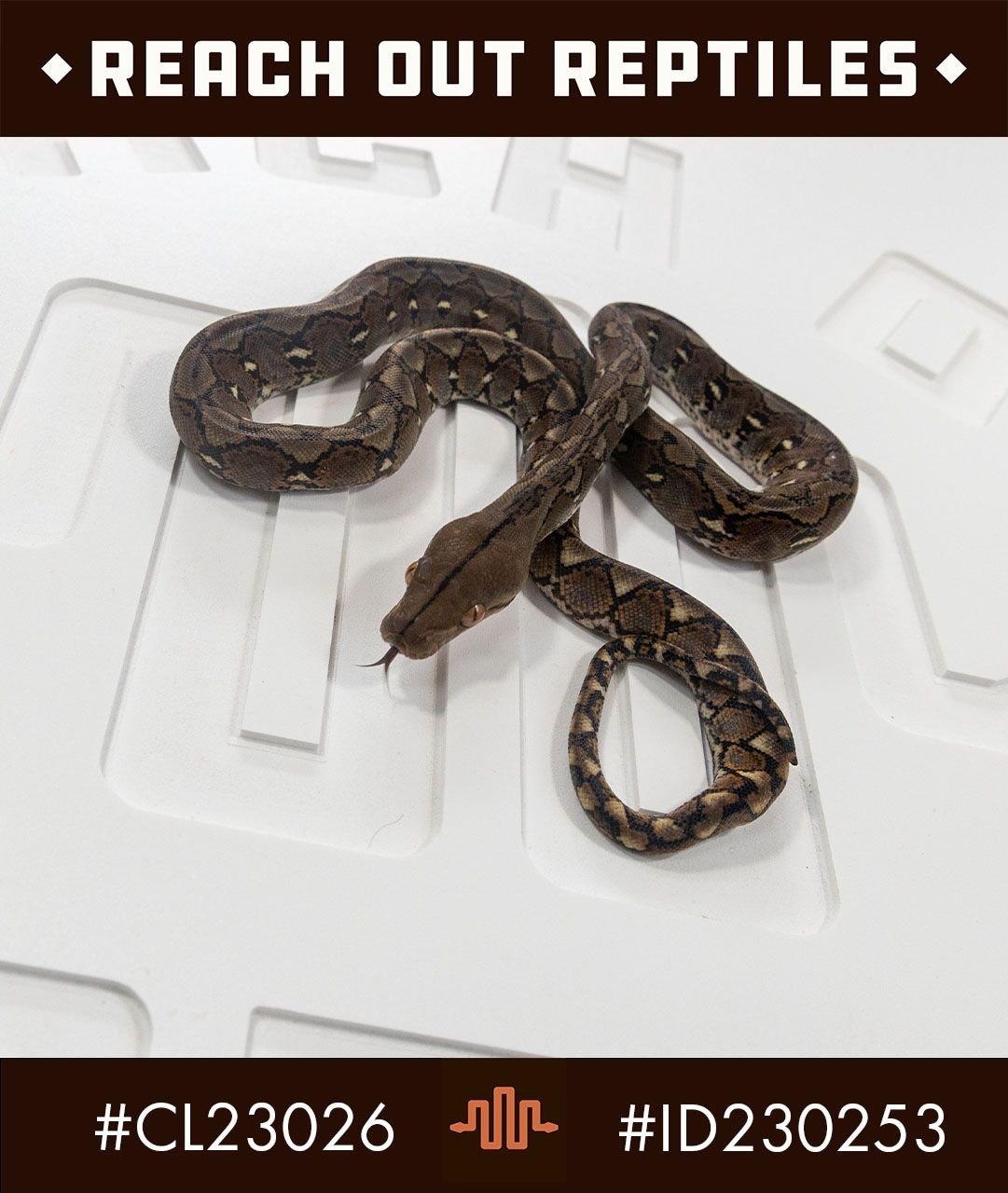 Dwarf Wild Type Reticulated Python by Reach Out Reptiles LLC - MorphMarket
