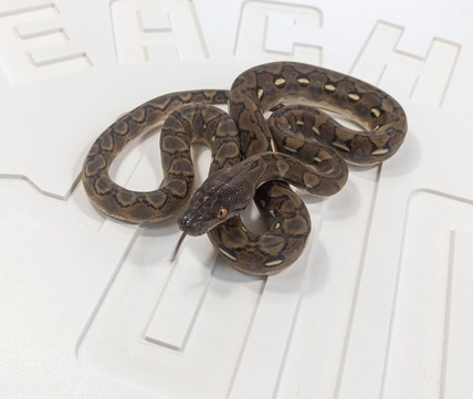 Super Dwarf Lavender Albino Reticulated Python by Reach Out Reptiles ...