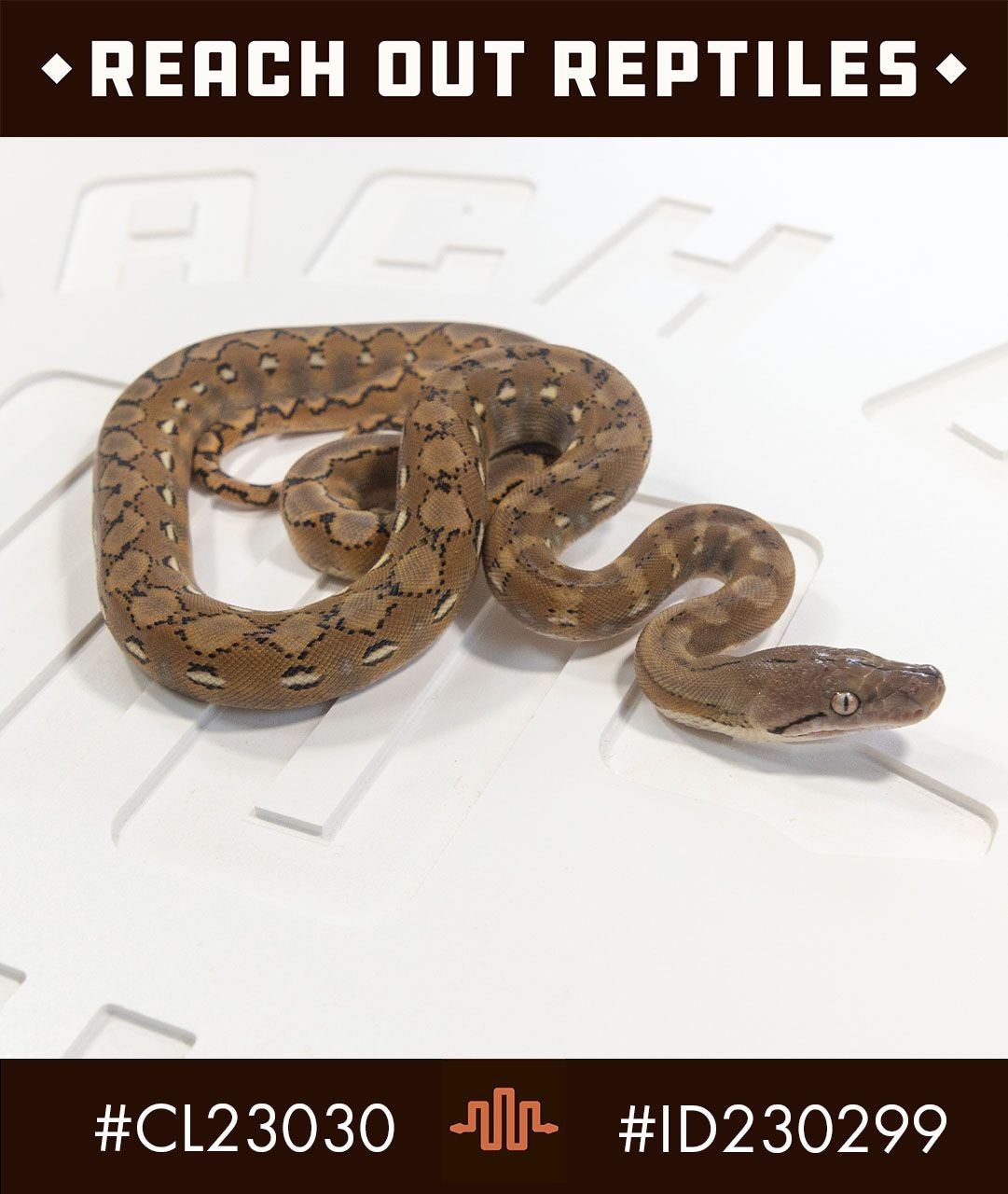 Sd Platinum Citron Reticulated Python by Reach Out Reptiles LLC ...