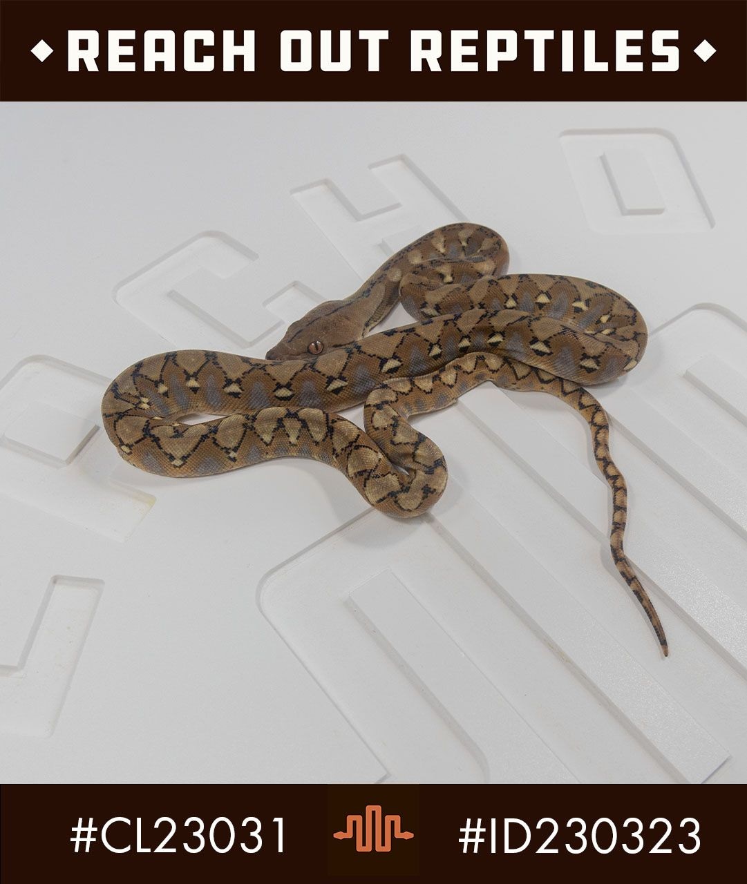 Sd Platinum Reticulated Python by Reach Out Reptiles LLC - MorphMarket