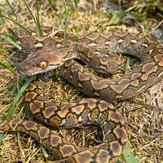 Sd Wild Type Reticulated Python by Reach Out Reptiles LLC