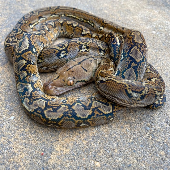 D Marble 100% Anery Reticulated Python by Reach Out Reptiles LLC