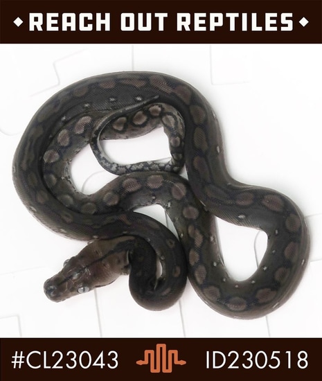 Motley Leopard Reticulated Python Sd Anery Motley Reticulated Python by Reach Out Reptiles LLC