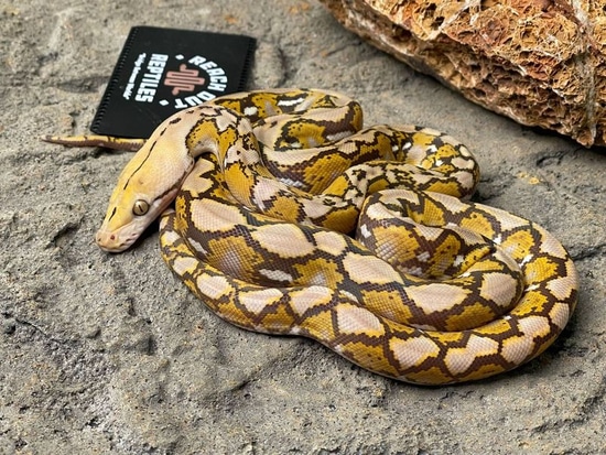 D Indo Caramel 66% Ph Anery Reticulated Python by Reach Out Reptiles LLC