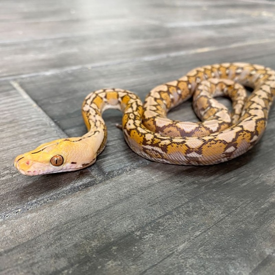 D Orange Glow 100% Het Anery Reticulated Python by Reach Out Reptiles LLC