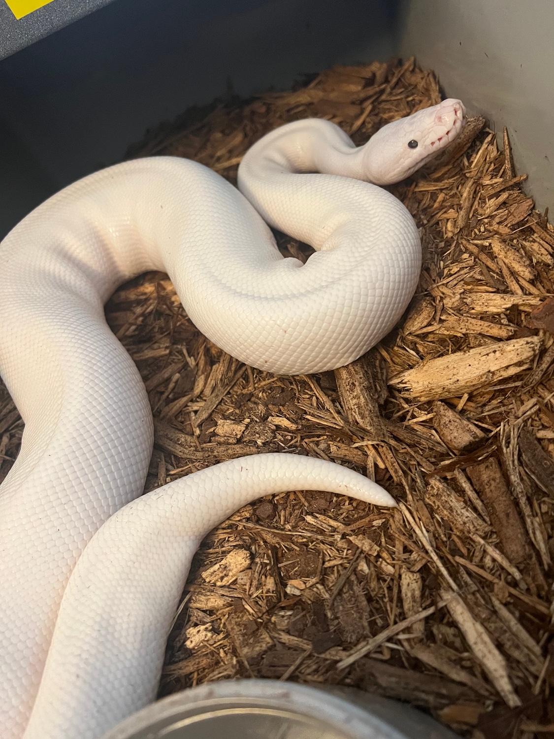 Lesser GHI Pied FREE SHIPPING Ball Python by Realm Reptiles We Give The World Balls!!! MorphMarket