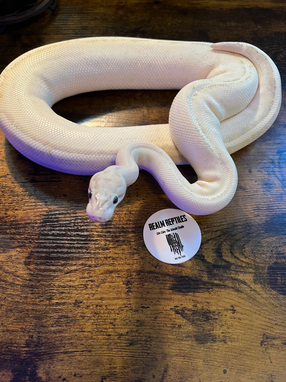 Puma Ball Python by Realm Reptiles We Give The World Balls!!! - MorphMarket
