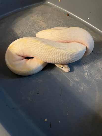 Super Enchi Ivory Ball Python by Serpents of Valhalla