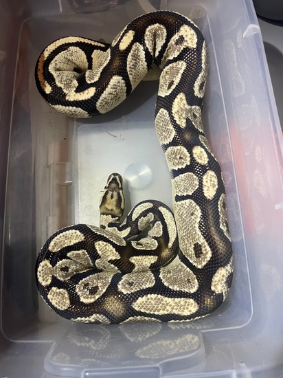 Orange Dream Fire Ball Python by Serpents of Valhalla