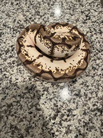 Calico Fire Spider Ball Python by Serpents of Valhalla