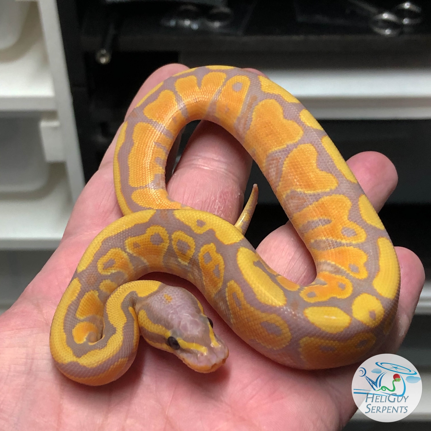 Banana Yellow Belly Crazy Orange Sides Ball Python by HeliGuy