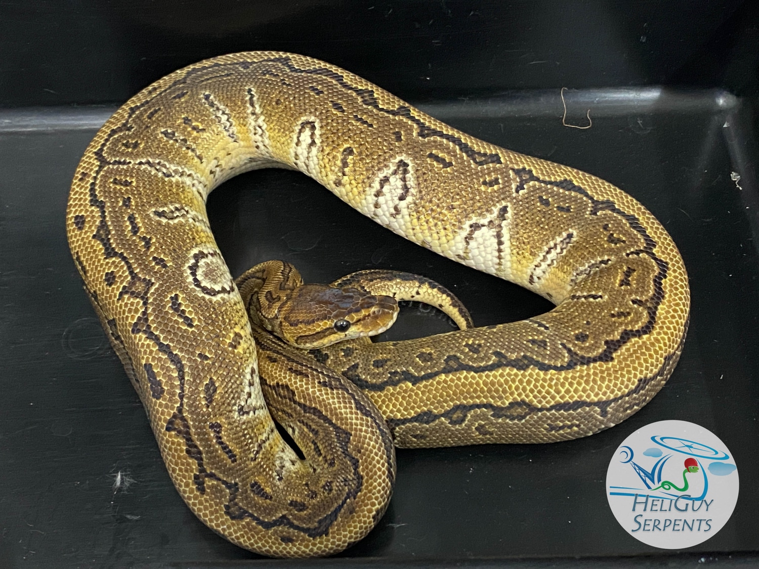 Pinstripe Blitz Ball Python by HeliGuy Serpents - MorphMarket