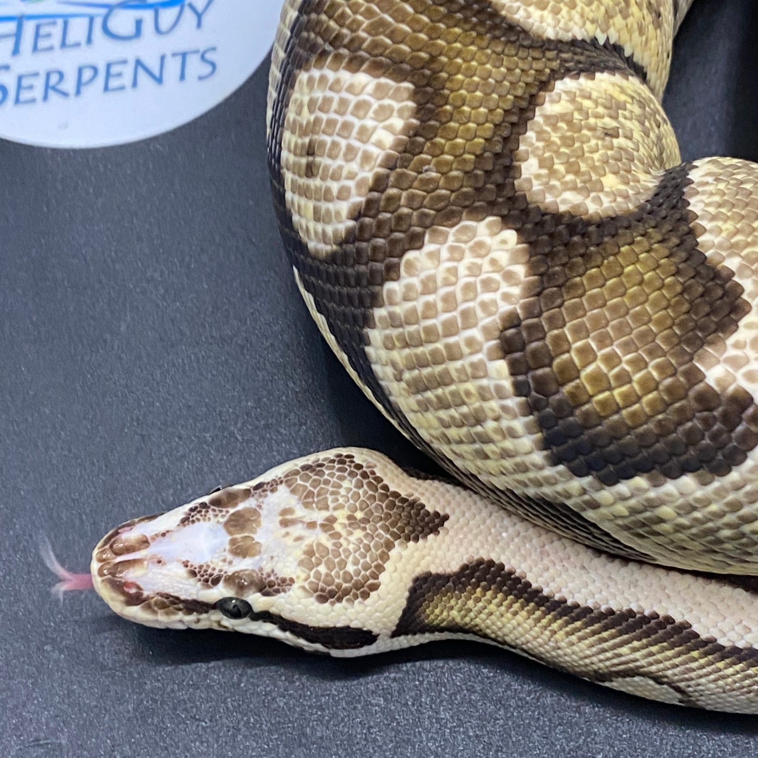 Pastel Fire Scaleless Head Ball Python by HeliGuy Serpents - MorphMarket