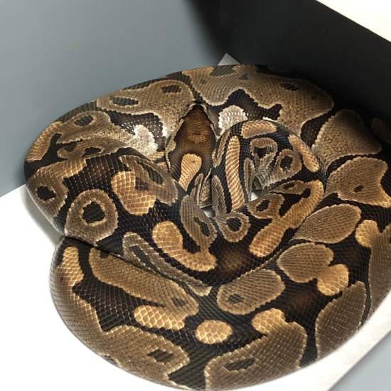 Regular Ball Python Normal Ball Python by HeliGuy Serpents