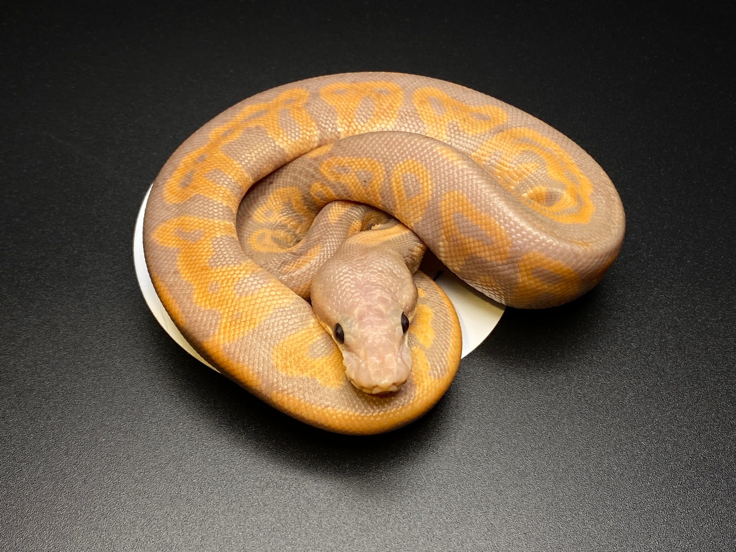 Cinnamon Leopard Banana HET Clown Ball Python by HeliGuy Serpents