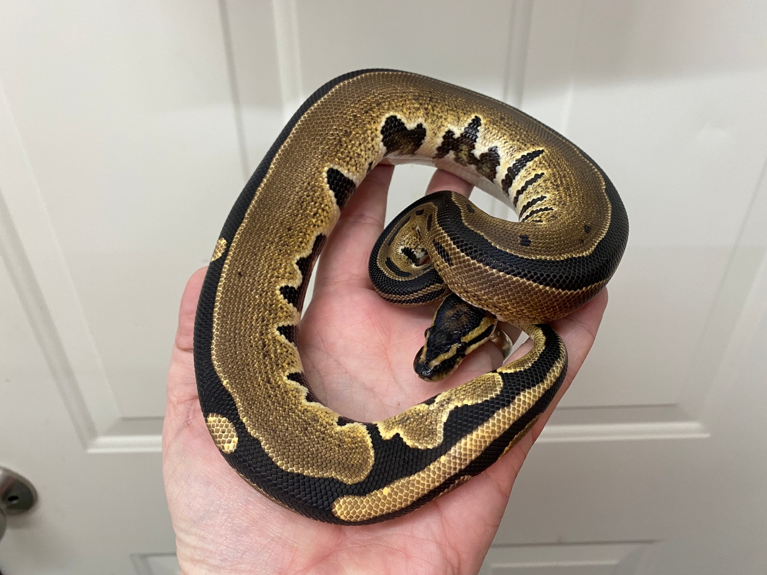 TriStripe Ball Python by HeliGuy Serpents - MorphMarket
