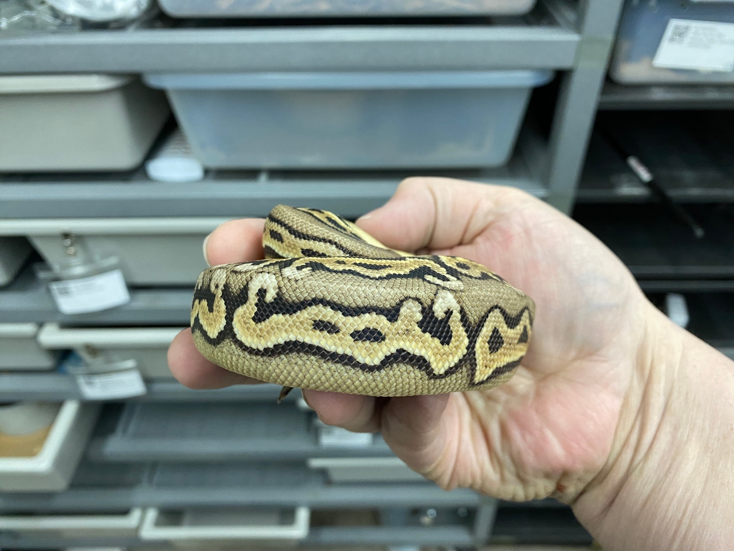 Pastel Cinnamon Puzzle Ball Python by HeliGuy Serpents - MorphMarket