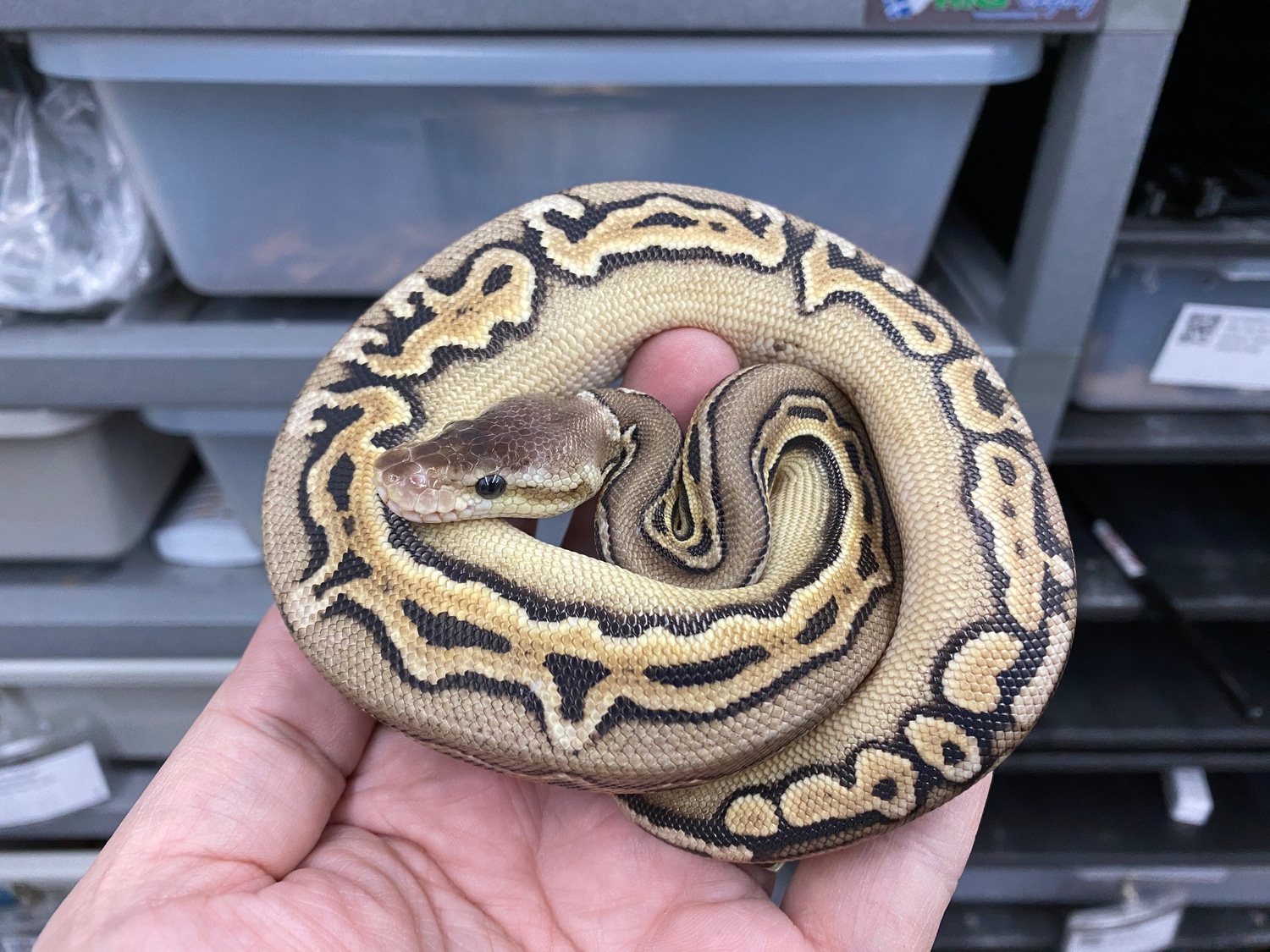 Pastel Cinnamon Puzzle Ball Python by HeliGuy Serpents - MorphMarket