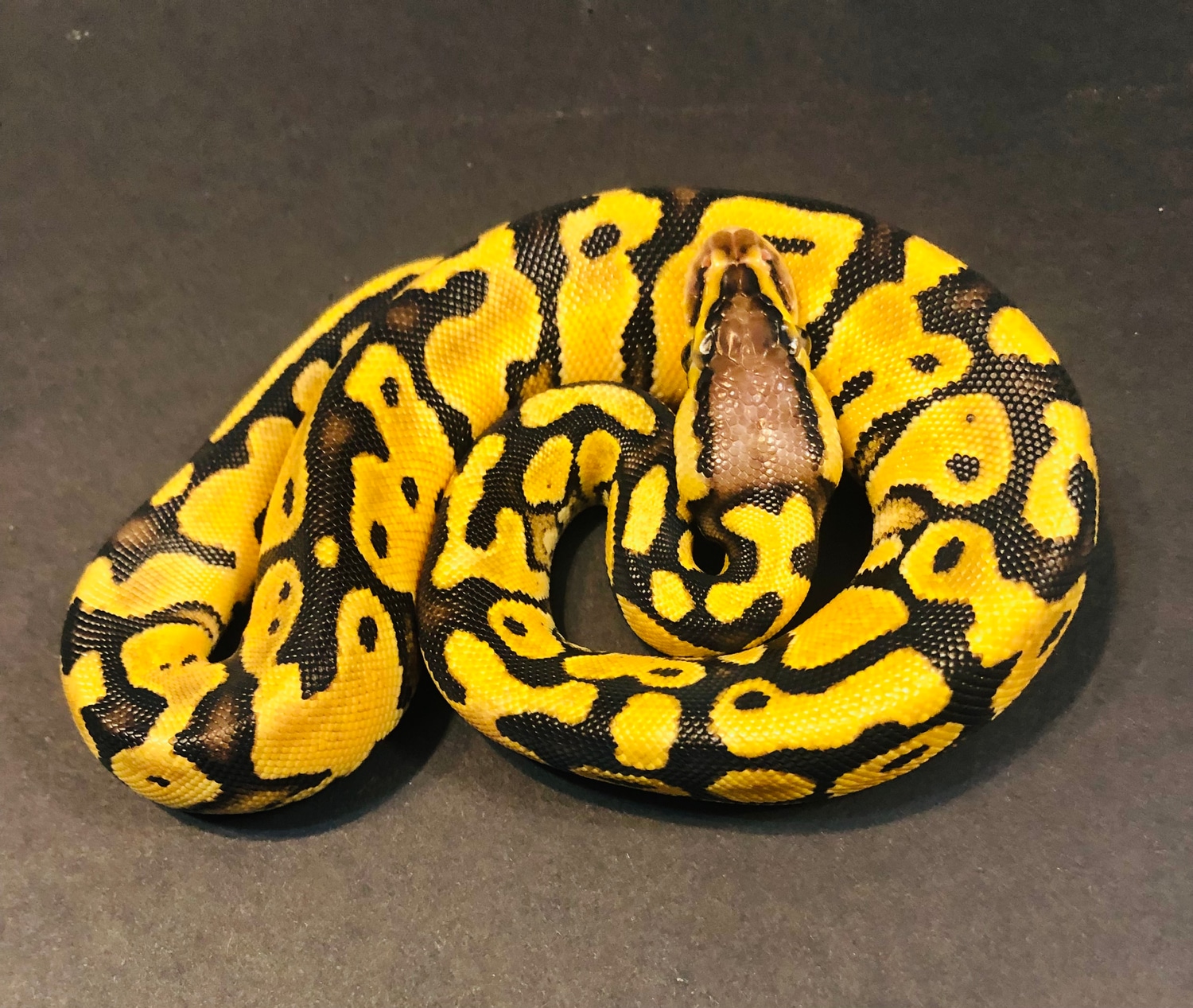 2022 Female Pastel Het Clown Ball Python by Southern Sweet Snakes