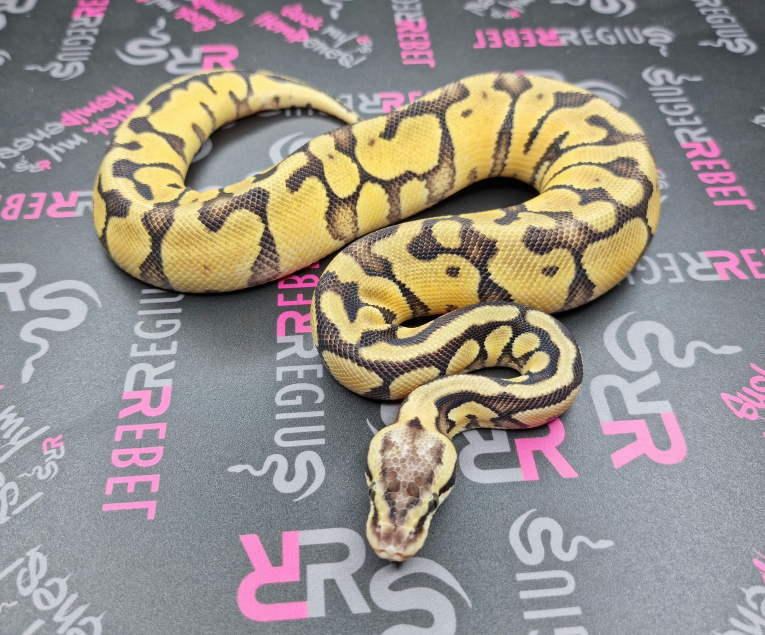 Super Pastel Enchi 100% Het Puzzle 50% Het Hypo Ball Python by Rebel ...
