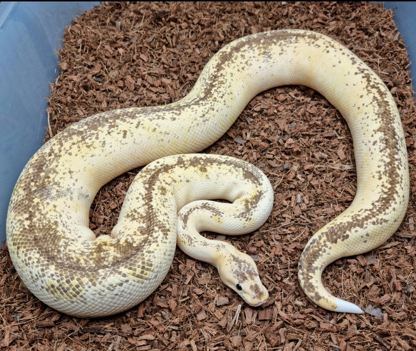 Pastel Champagne Highway Ball Python by Rebel Regius - MorphMarket