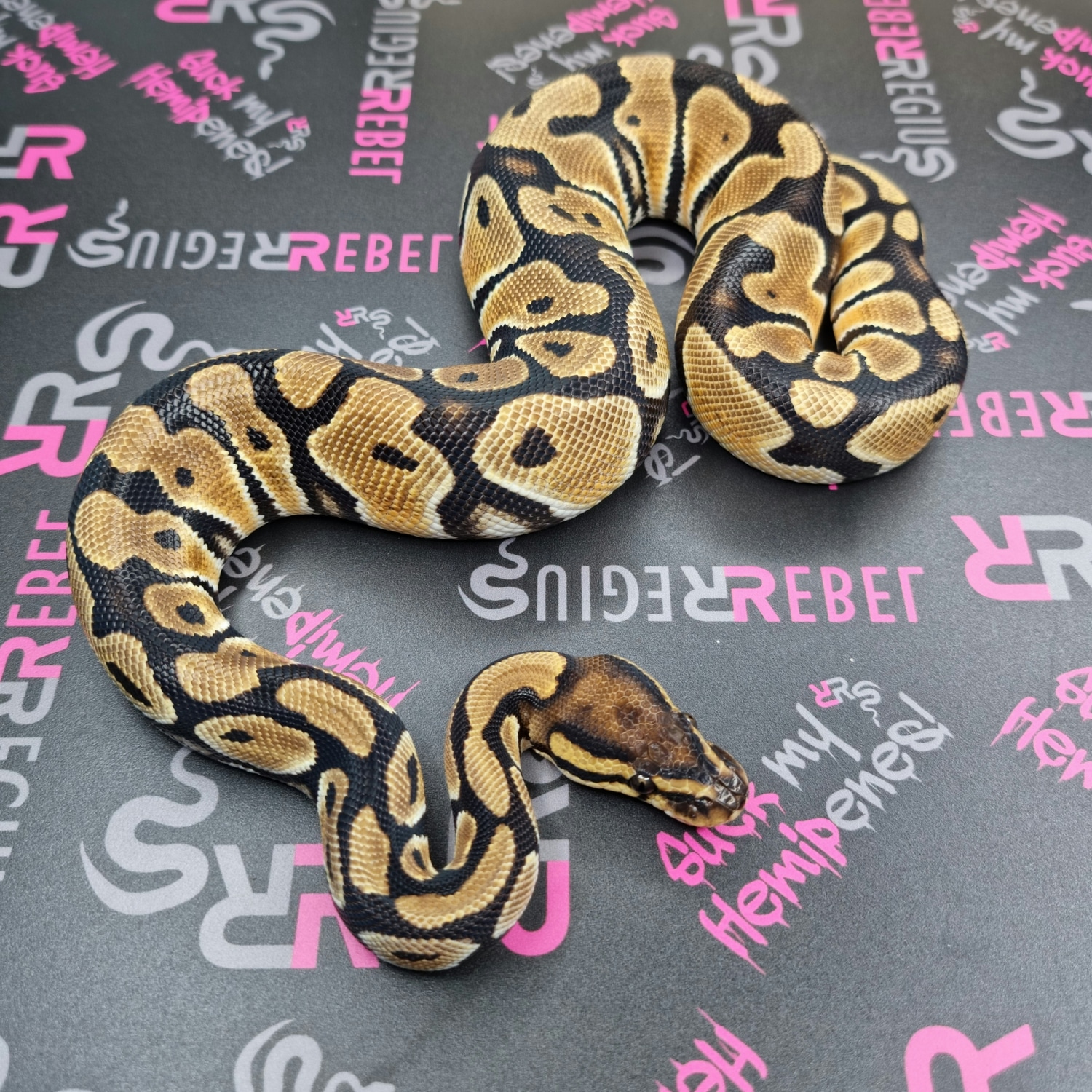 SALE! Trio Axanthic Desert Ghost Project Ball Python by Rebel Regius ...