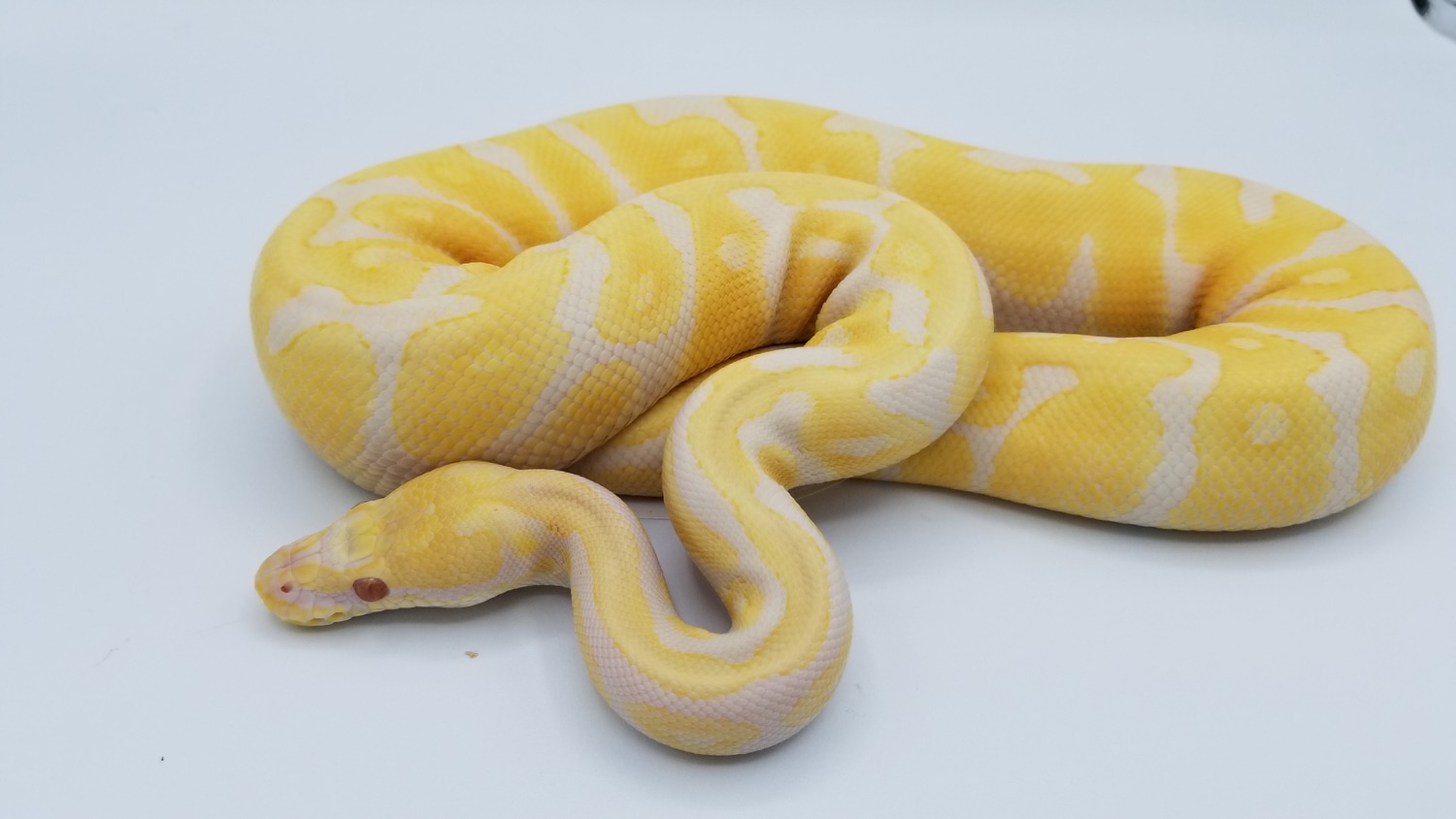 Albino Spotnose Ball Python by recessive Royals Design - MorphMarket