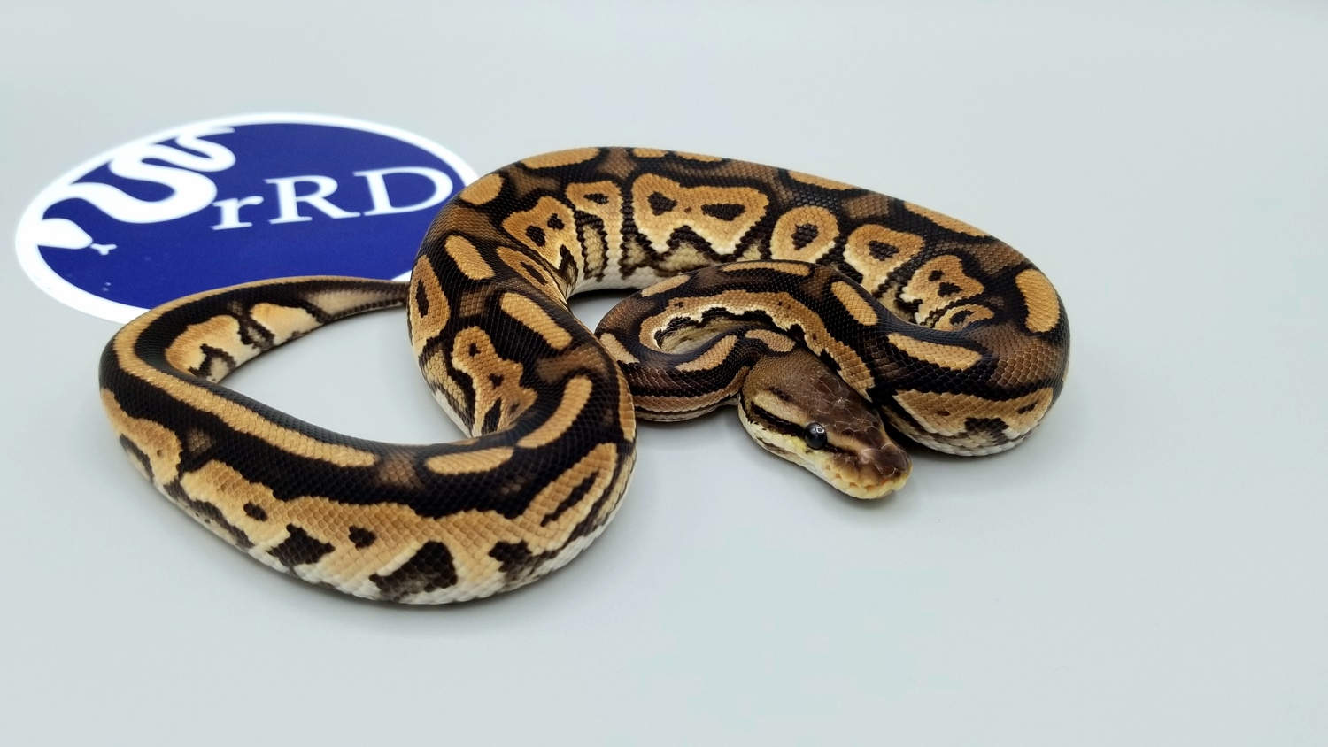 Black Pastel Enchi Ball Python by recessive Royals Design MorphMarket
