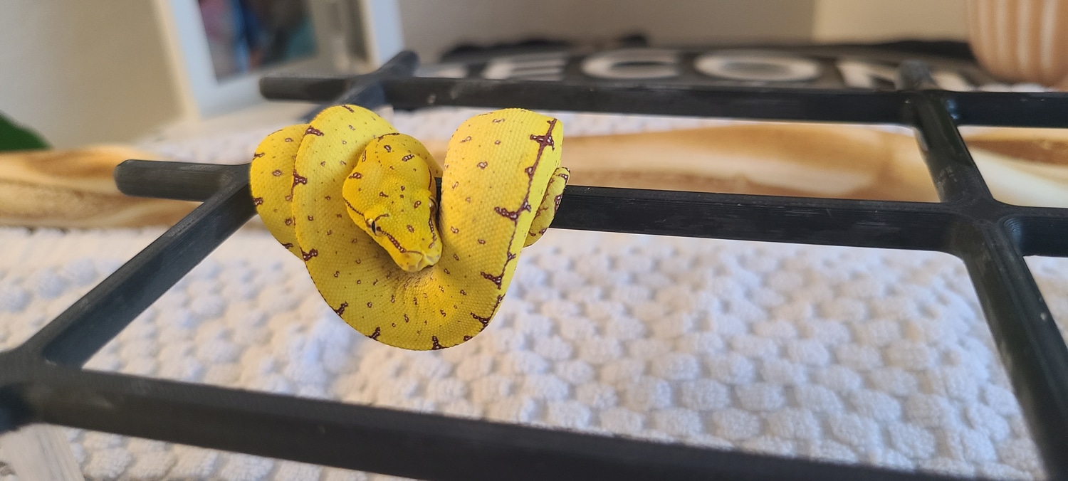 CBB Jayapura X Manokwari Neo Green Tree Python by Recon Arboreals ...