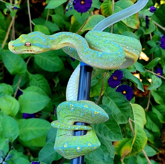 Manokwari X Wamena. Kronos/Siren Pairing Green Tree Python by Recon ...